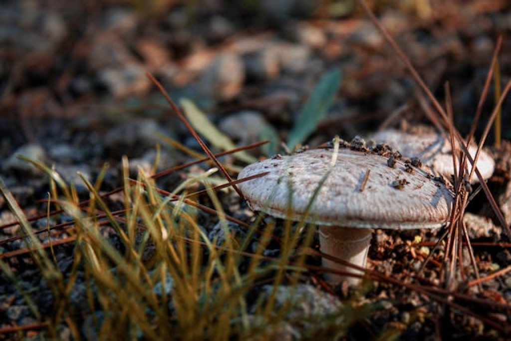 Health Benefits Of Panther Amanita Microdosing